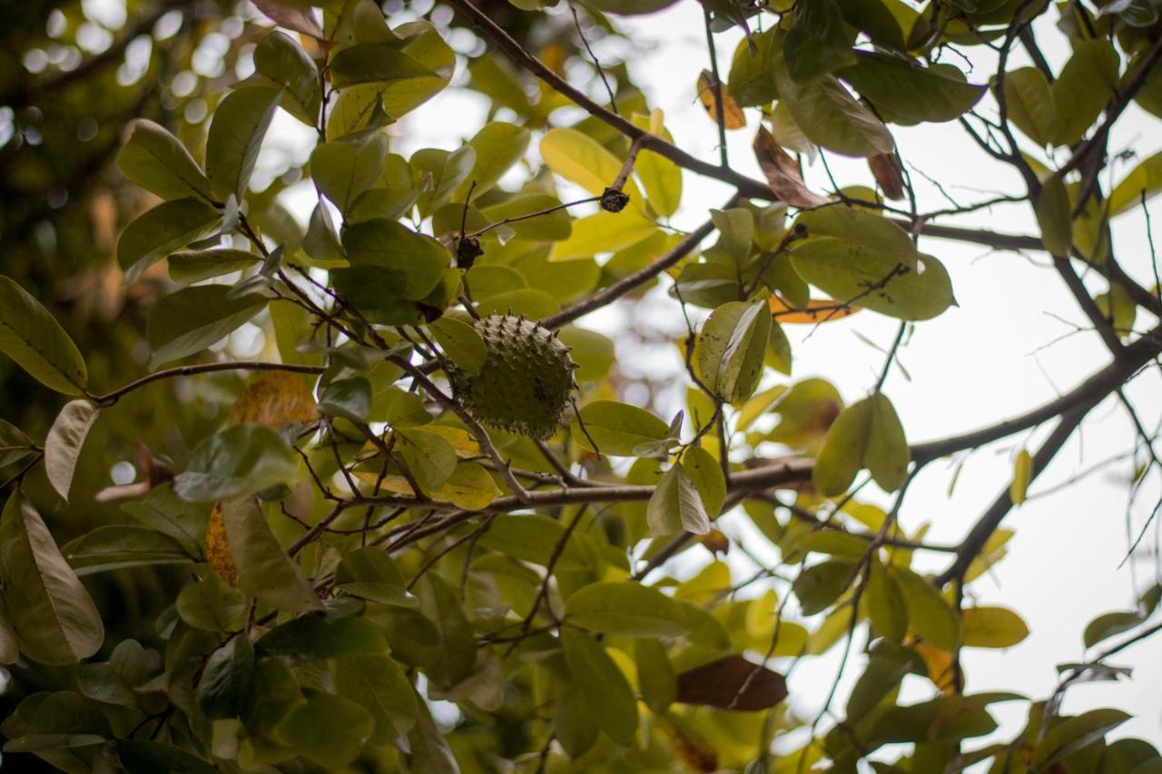 Entre Bosques Tayrona Villa Los Naranjos Eksteriør bilde