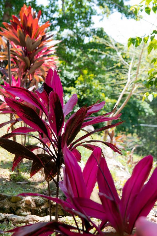Entre Bosques Tayrona Villa Los Naranjos Eksteriør bilde
