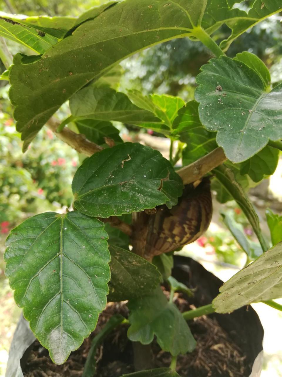 Entre Bosques Tayrona Villa Los Naranjos Eksteriør bilde