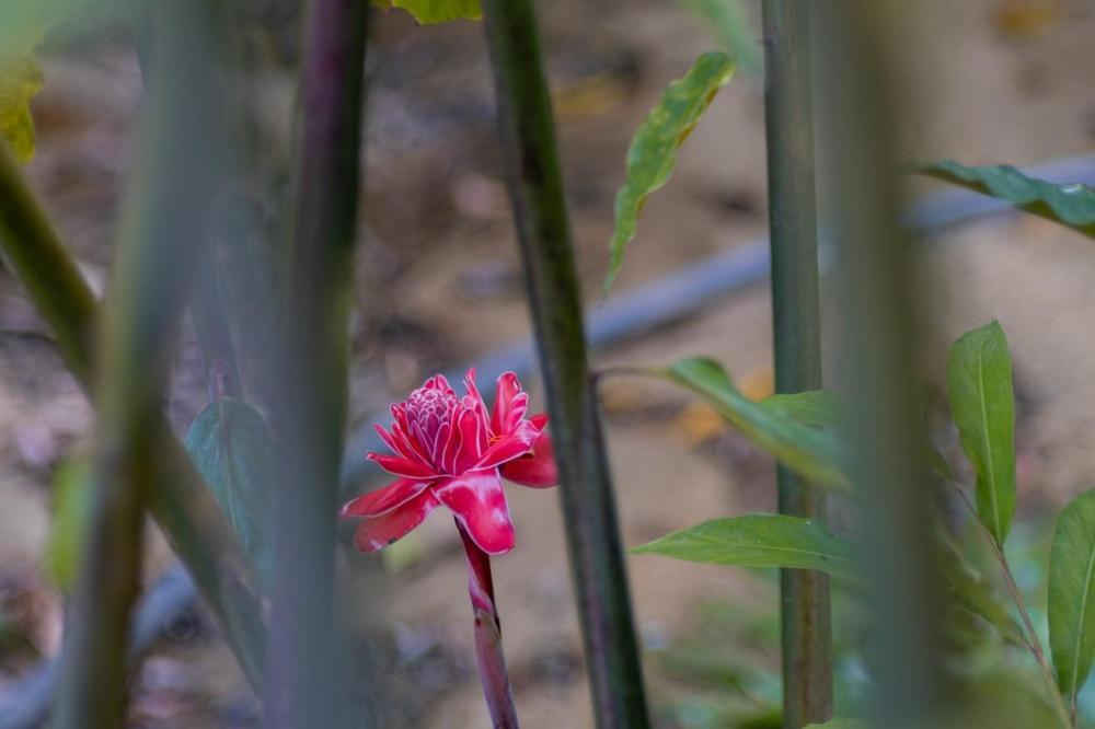 Entre Bosques Tayrona Villa Los Naranjos Eksteriør bilde
